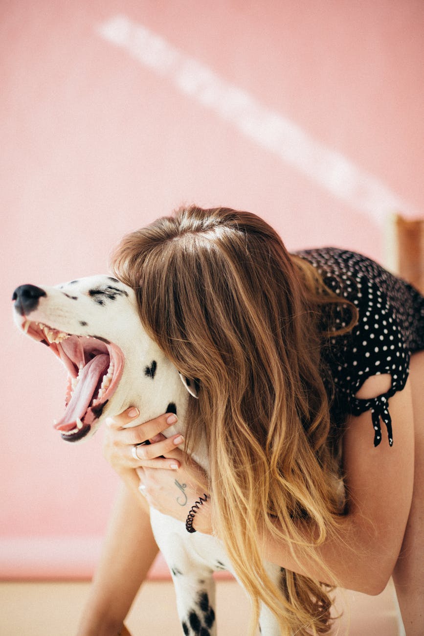 woman playing with her adult dalmatian